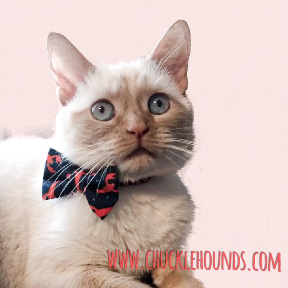NWT - Lobster cat bow